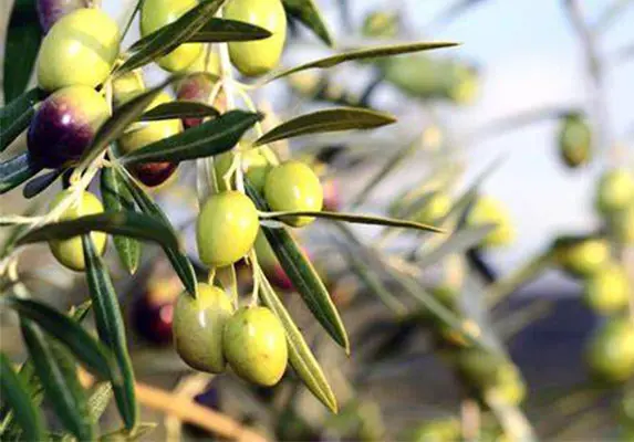 Estratto di foglie di olivo