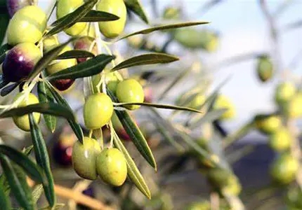 Estratto di foglie di olivo