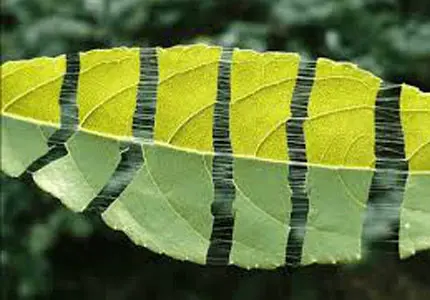 Estratto di foglie di Eucommia