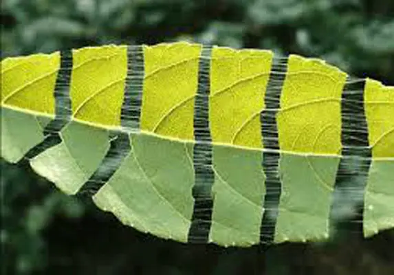 Estratto di foglie di Eucommia