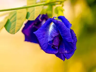 Una pietra miliare principale per l'industria alimentare-la Fda approva il colore alimentare blu naturale dal fiore di pisello di farfalla.