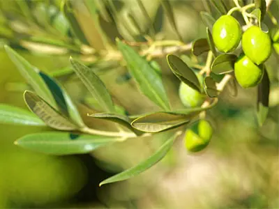 Cose che non sai dell'estratto di foglie di ulivo