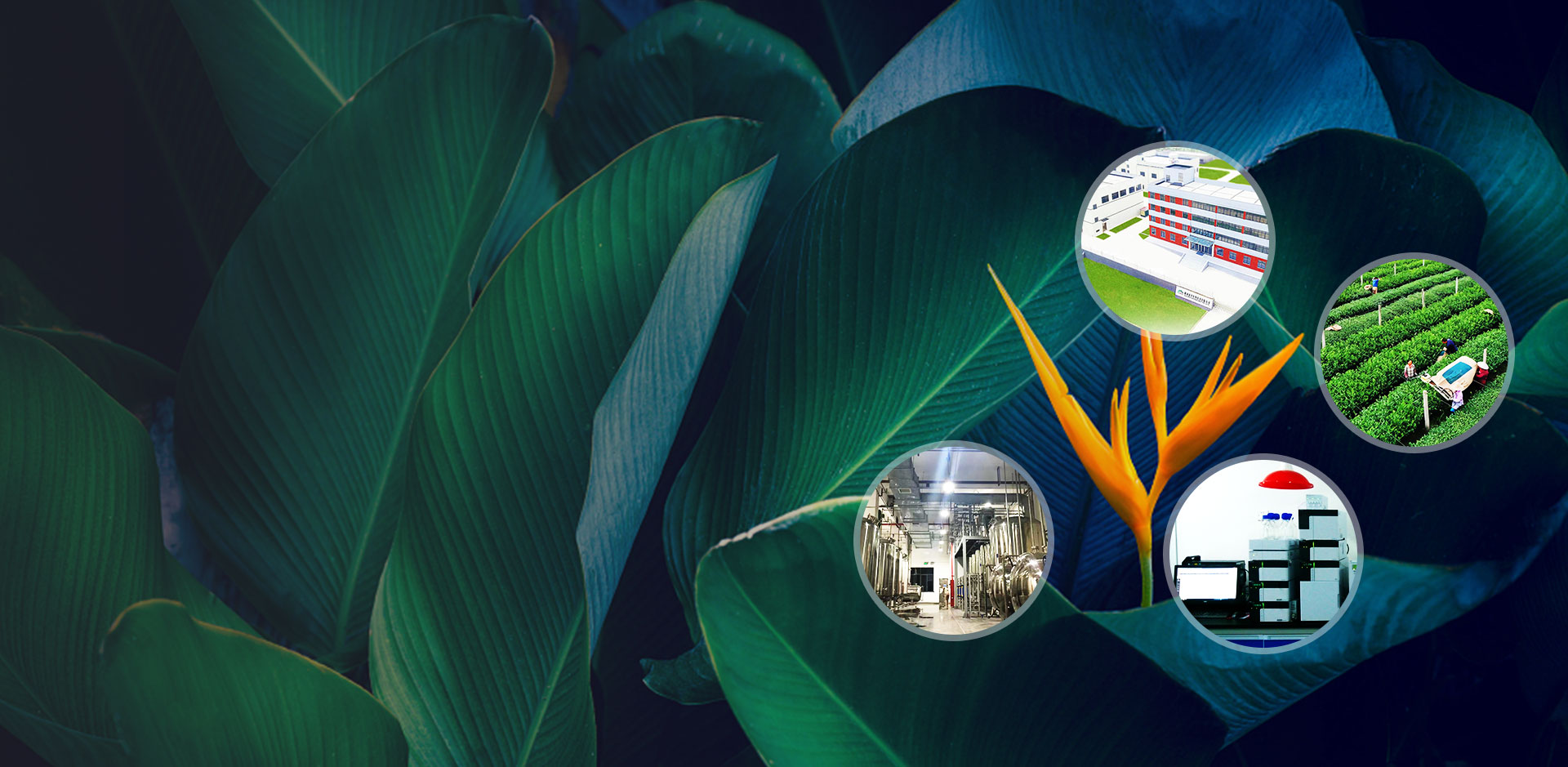 Produttore professionista degli ingredienti naturali