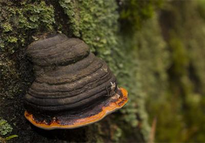 Esplorazione dei benefici nutrizionali e degli usi della polvere di funghi Chaga biologici