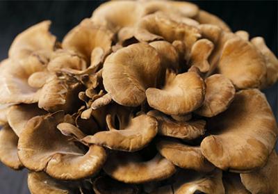 Esplorazione dei benefici del potenziamento immunitario dell'estratto di funghi Maitake e delle sue connessioni con altri integratori a base di erbe