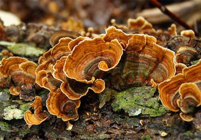 Rivelare i sorprendenti benefici per la salute dell'estratto di Trametes