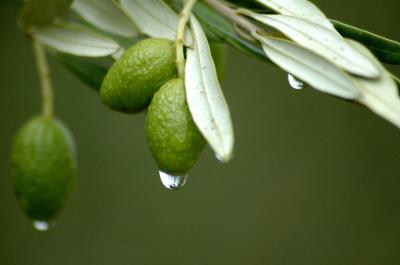 Cosa non sai dell'estratto di foglie di ulivo