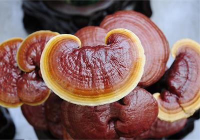 Valore nutrizionale dell'estratto di Reishi