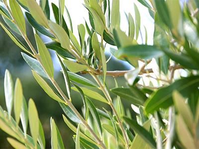 Estratto di foglie di olivo-benefici per una migliore salute e pelle