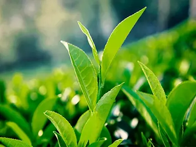 L'estratto di tè verde può ridurre il grasso nel sangue?