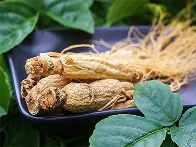 Gamma di applicazioni e funzione dell'estratto di panax ginseng