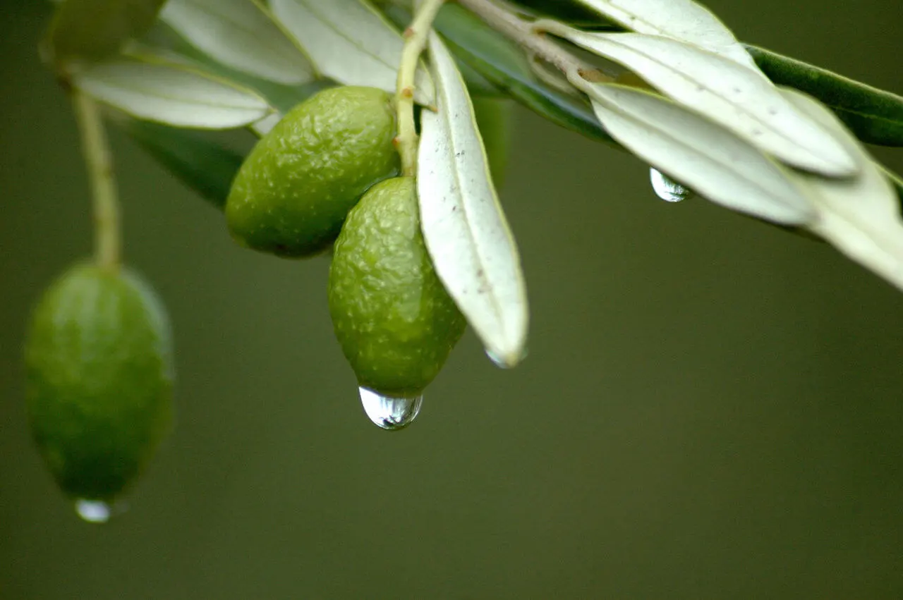 L'estratto di foglie di olivo aiuta a prevenire malattie cardiovascolari e ipertensione