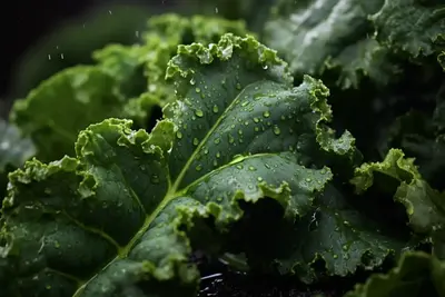 Agricoltura sostenibile e polvere di cavolo biologico