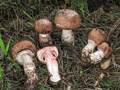 Quali sono gli effetti dell'estratto di Agaricus sul corpo umano?